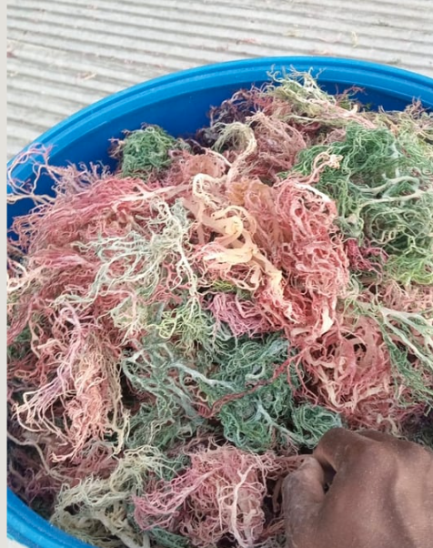 Full Spectrum Caribbean Sea Moss; Raw (Wildcrafted) Full Spectrum Irish Sea Moss