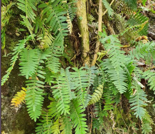 Jamaican Kalawalla (Calaguala) Fern - 10 Benefits of Polypodium leucotomos