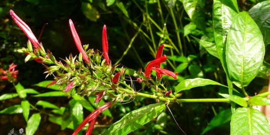 The Incredible Health Benefits of St. John’s Bush/ Justicia Secunda: Exploring Nature's Healing Power