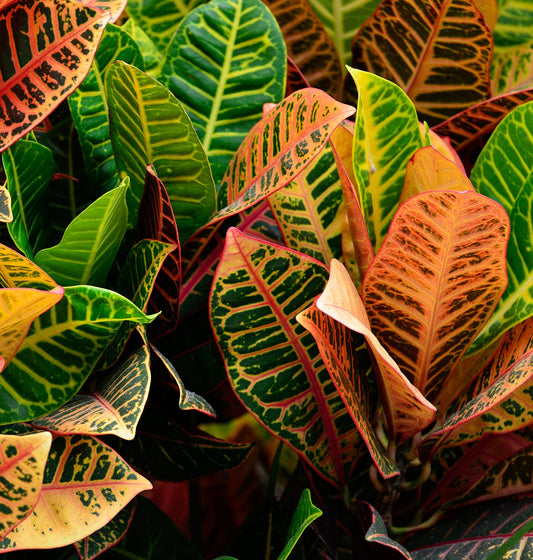 Croton || Pavana Leaves - 10 Health Benefits You Need to Know
