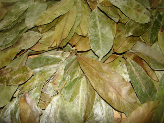 Dried Soursop Leaves || Dried Graviola Leaves for Tea - Caribbean Soursop