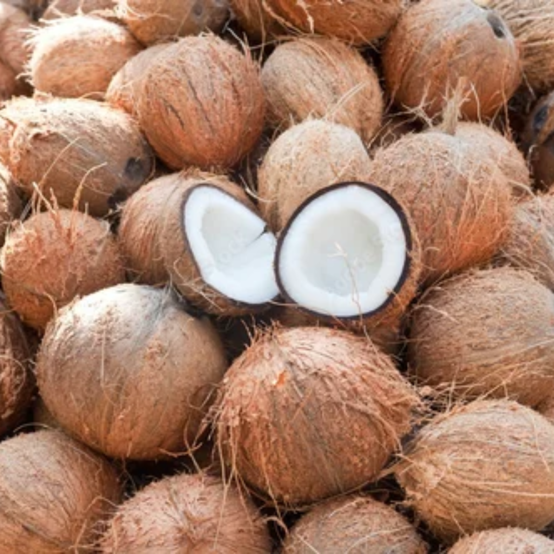 Grenadian Dried Semi-Husked Coconuts || Organic Dried Caribbean Coconut Box - Wholesale Supplier