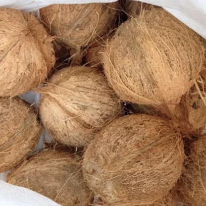 Grenadian Dried Semi-Husked Coconuts || Organic Dried Caribbean Coconut Box - Wholesale Supplier