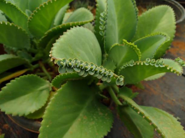 Bryophyllum Pinnatum