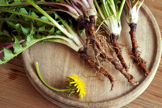 Dandelion roots and Stems