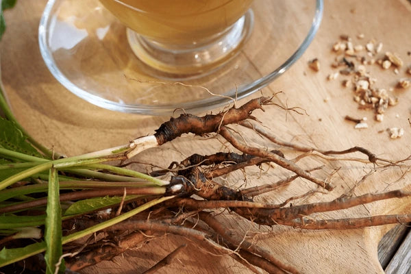 Dandelion roots and Stems