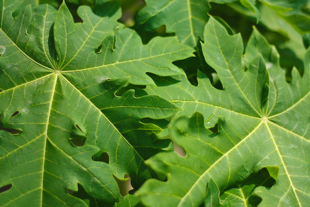 PAPAYA LEAF (Carica Papaya)