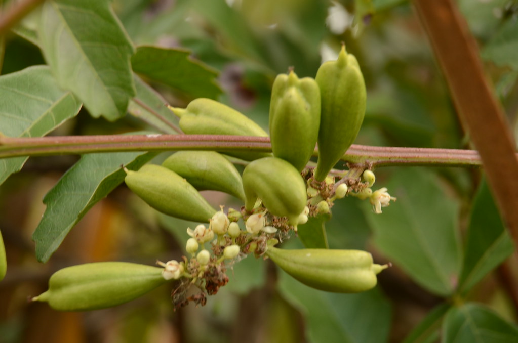 Paullinia Pinnata