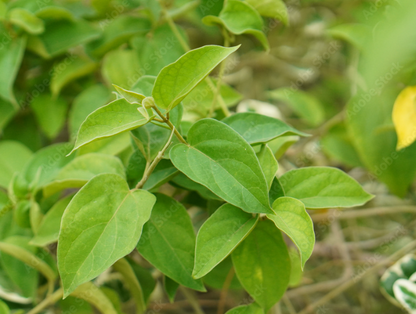Gymnema [Tea Cut Leaves] || gurmar || Gymnema sylvestre