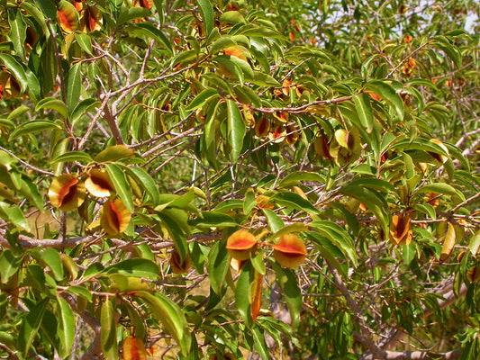 Seh-Haw or Kinkeliba (Cobrentum Micranthum)
