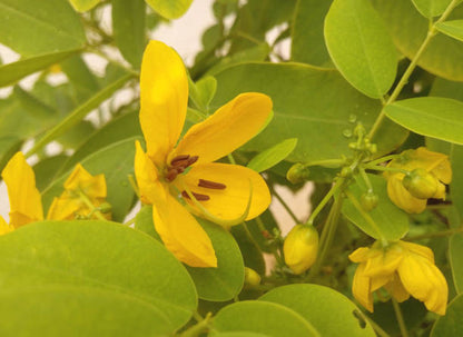 Senna Leaf || Alexandrian senna || cassia angustifolia