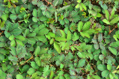 Sensitiva (Pudica Mimosa) Sleepy Plant