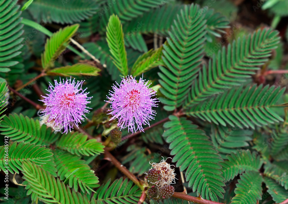 Sensitiva (Pudica Mimosa) Sleepy Plant