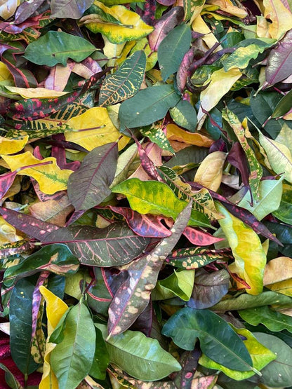 Croton ||  Pavana Leaves - 1 KG [TEA CUTS]