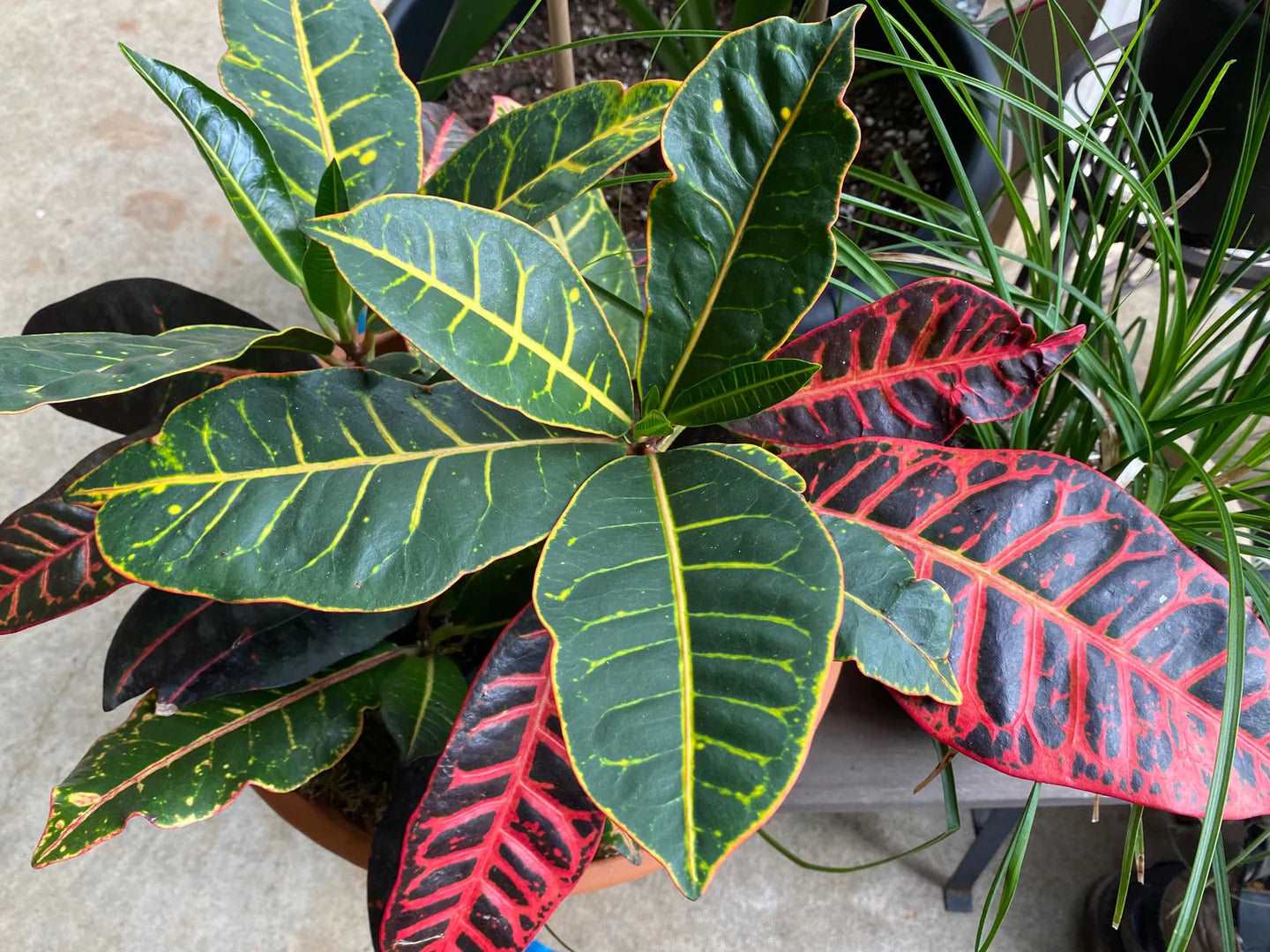 Croton ||  Pavana Leaves - 1 lb Dried