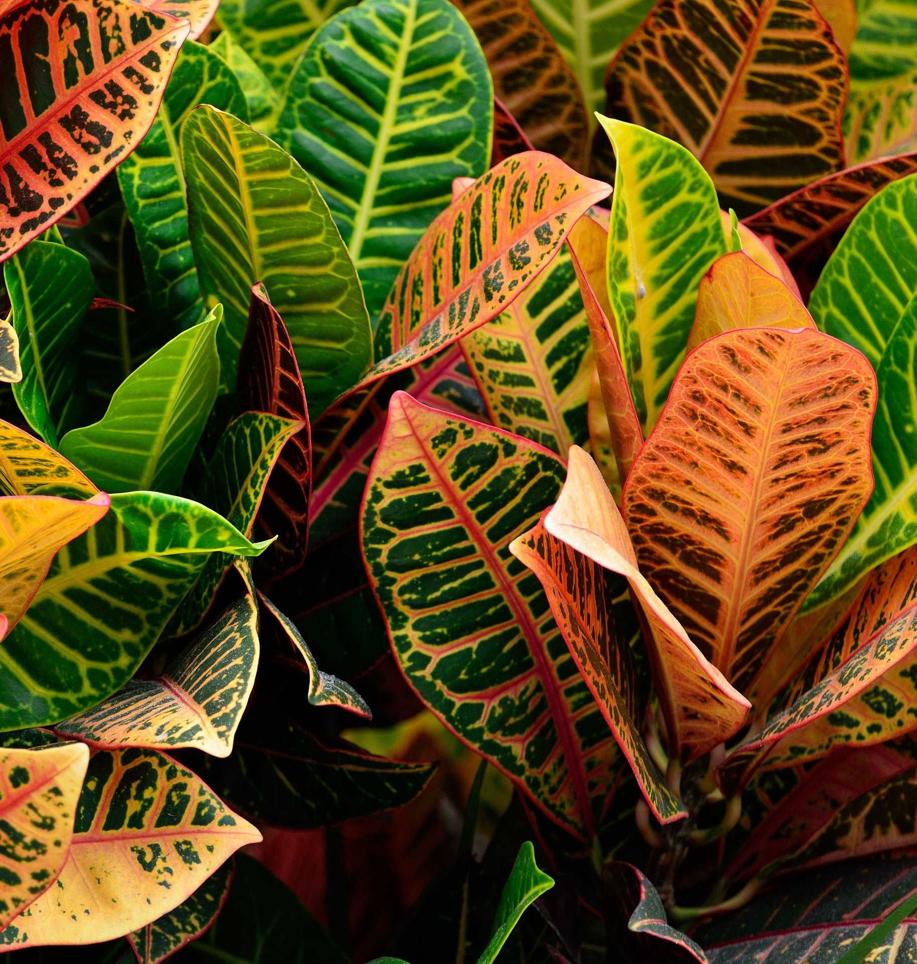 Croton ||  Pavana Leaves - 1 lb Dried